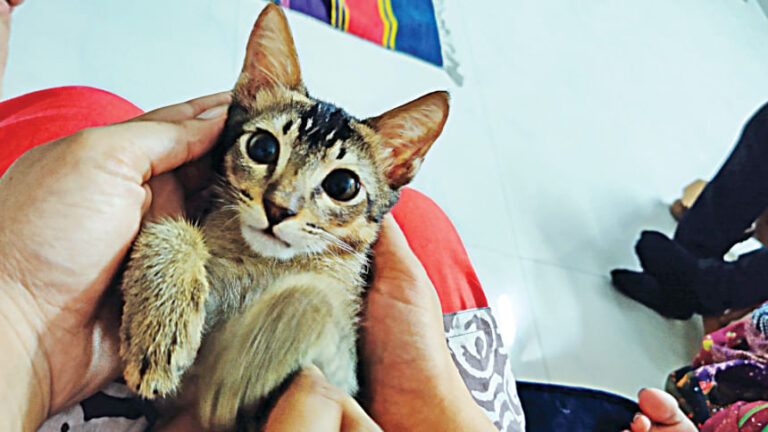 ダッカの毛むくじゃらのアナーキスト