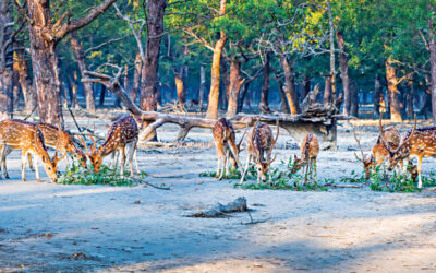 エコツーリズムの急増でスンダルバンスは新たな試練に直面