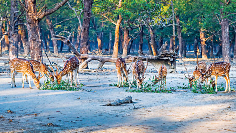 エコツーリズムの急増でスンダルバンスは新たな試練に直面