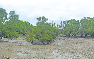 トラの声を聞く：スンダルバンスからの生存の教訓
