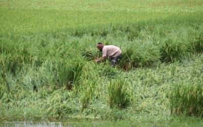 計画外の養魚池の掘削は農業を危険にさらす