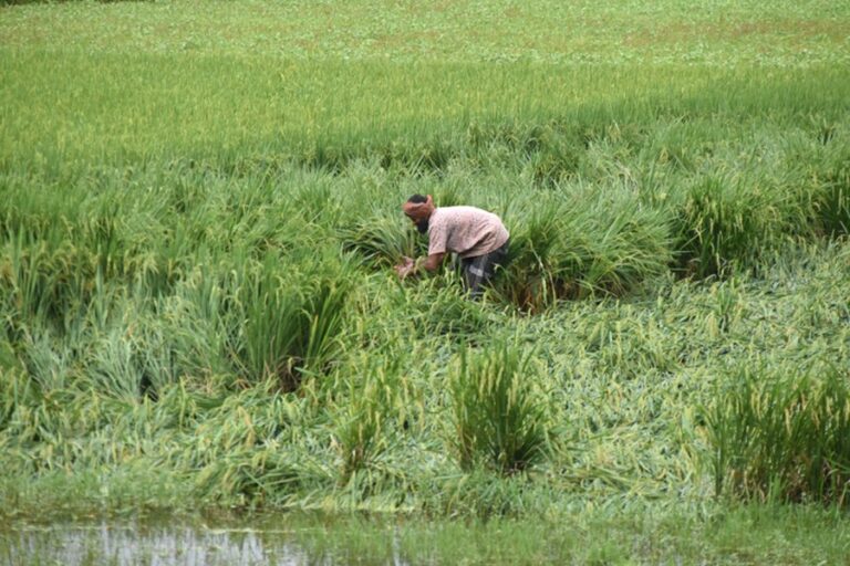計画外の養魚池の掘削は農業を危険にさらす