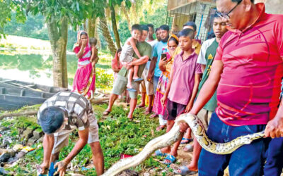 死に至るまで救う：野生動物を救わない方法