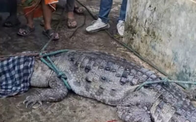 地元住民が捕獲したワニが森林局に引き渡される