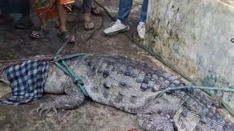 地元住民が捕獲したワニが森林局に引き渡される