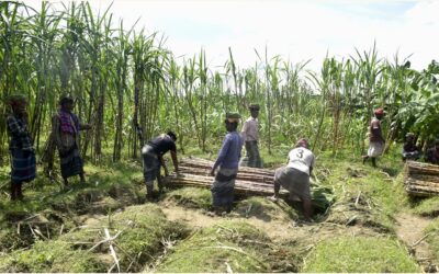 バイラ組合だけで3億タカ相当のサトウキビを生産