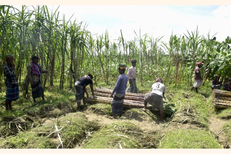 バイラ組合だけで3億タカ相当のサトウキビを生産