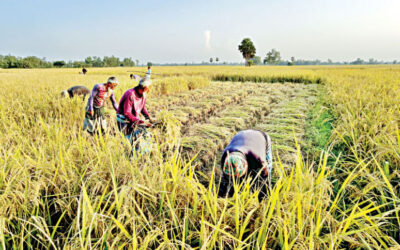 政府、アマンの米調達目標を大幅に削減