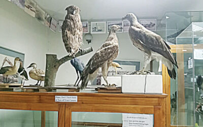 剥製術：芸術と科学で生命を守る