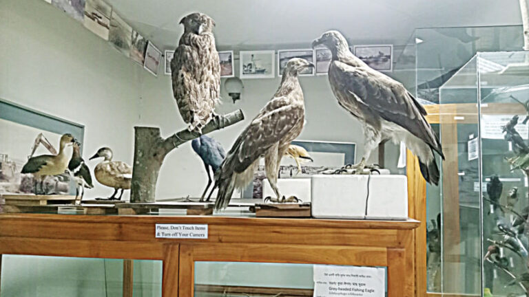 剥製術：芸術と科学で生命を守る