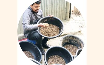 パブナの起業家、クロミミズアブの飼育で運命を変える