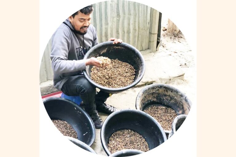 パブナの起業家、クロミミズアブの飼育で運命を変える