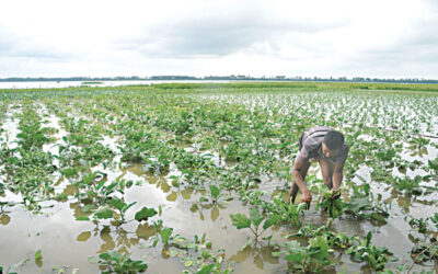 10月から11月にかけての雨で北部の農作物が19億タカ相当被害