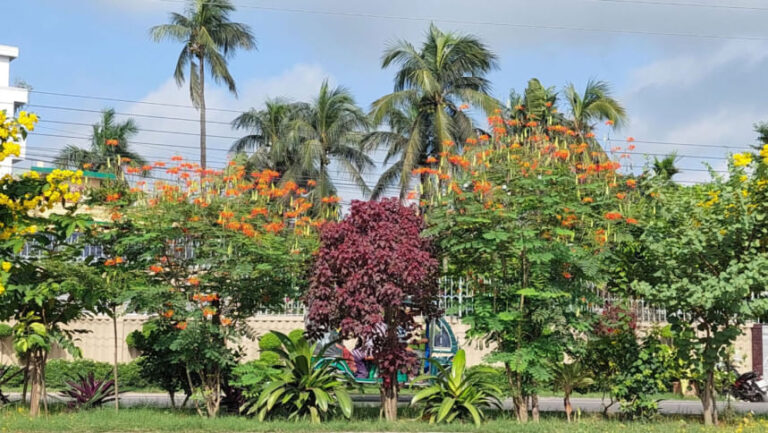 ボランティアがクシュティアの道路を緑化