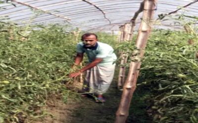 ポリシェードトマト栽培がナライルの農村経済を活性化