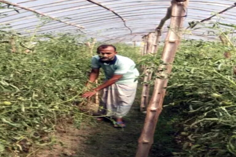 ポリシェードトマト栽培がナライルの農村経済を活性化