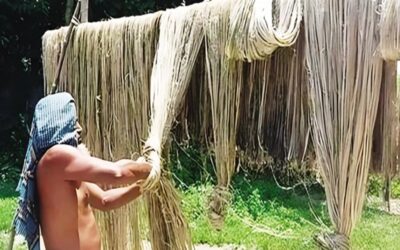 適正な価格がチャンドプルのジュート農家を喜ばせる