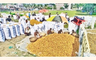 カウカリ市場でビンロウジュの選別に忙しく働く商人たち