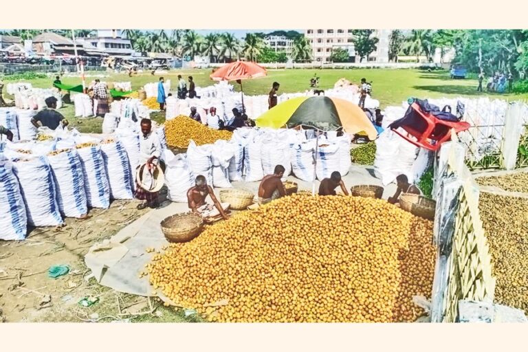 カウカリ市場でビンロウジュの選別に忙しく働く商人たち