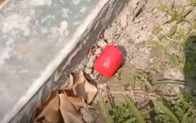 放火、粗雑な爆弾攻撃が続く