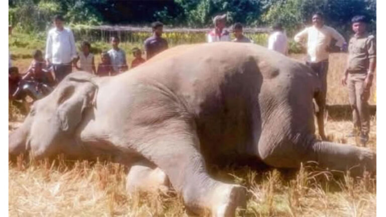 ウヒヤで象の死骸が発見される