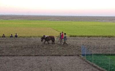 肥料不足でキショルガンジの農家が不安
