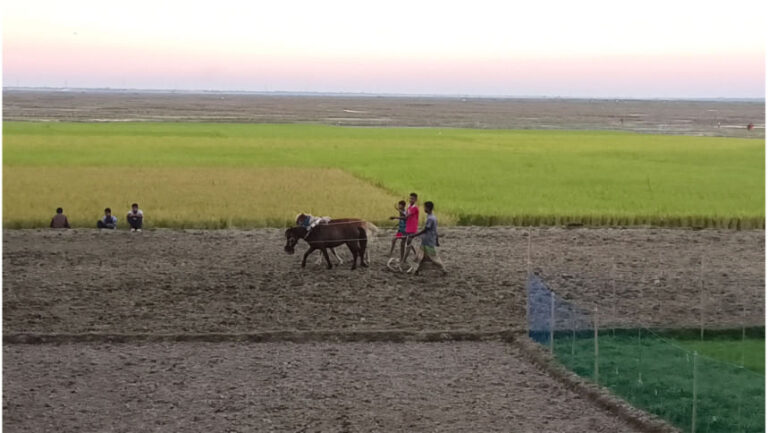 肥料不足でキショルガンジの農家が不安