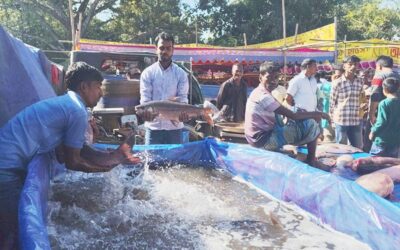 ウソリ魚フェアは圧倒的な観客を集める