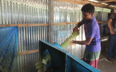 ガイバンダの農家がバナナの茎から牛の飼料を作る