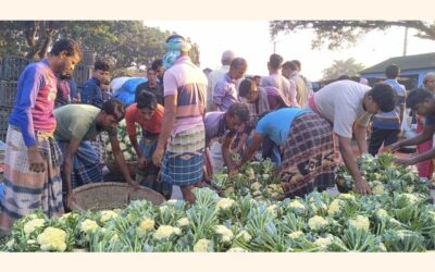 冬野菜の価格高騰の打撃を被る庶民