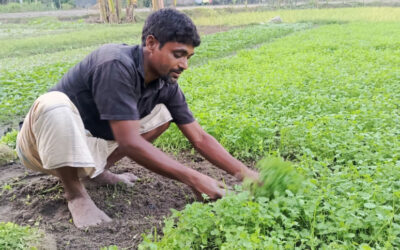 オフシーズンの雨による収穫量の減少でコリアンダーの価格が高騰
