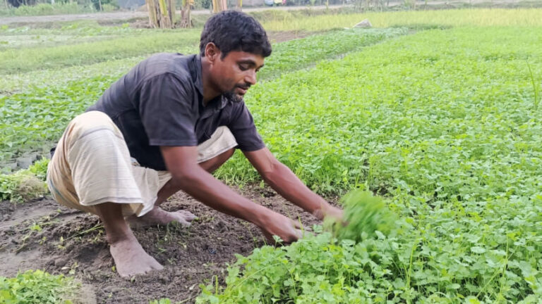 オフシーズンの雨による収穫量の減少でコリアンダーの価格が高騰