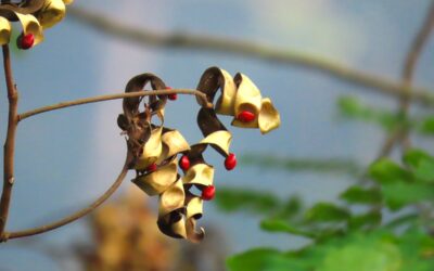 トップショット（2025年11月22日）