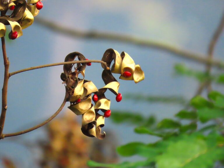 トップショット（2025年11月22日）