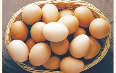 卵シンジケートの神話