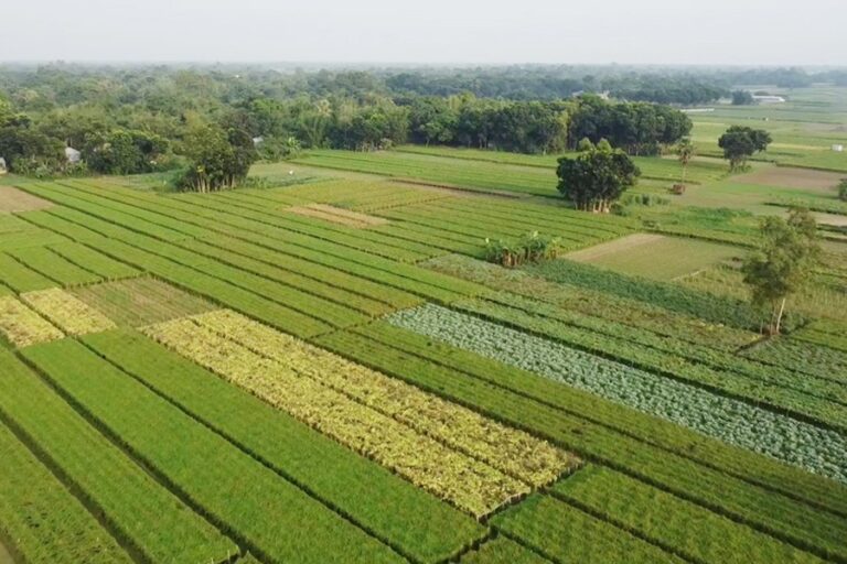 マニクガンジでゴーヤ栽培が拡大、しかし収穫見通しは低い