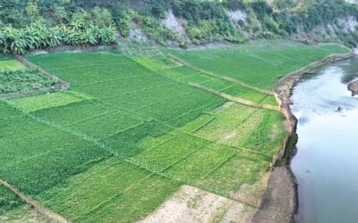 バンダルバンのタンチ：サング沿いでタバコの代わりに緑の作物が栽培される