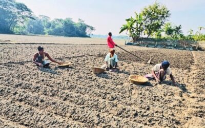 チャンドプルのジャガイモ農家が損失を被る