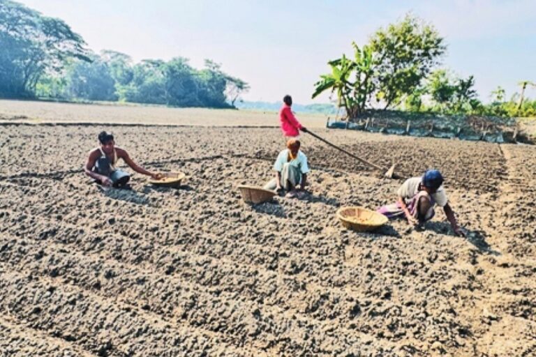 チャンドプルのジャガイモ農家が損失を被る