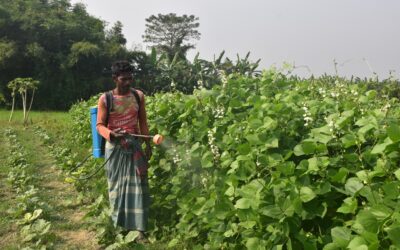 マニクガンジの農家は化学農薬以外の選択肢はないと言う