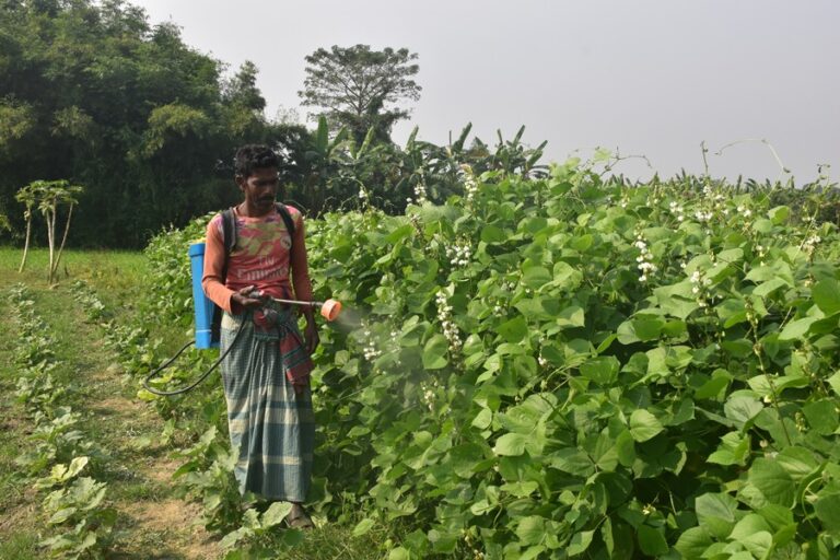 マニクガンジの農家は化学農薬以外の選択肢はないと言う