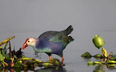 シェルプールで鳥の密猟が減少