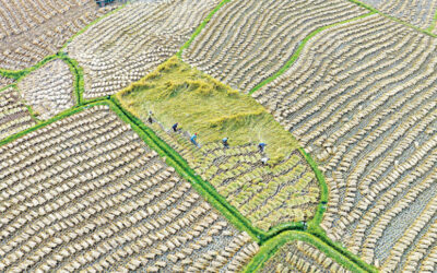 アマン価格の下落で農家は損失を計上