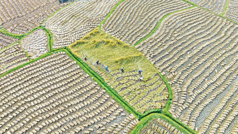 アマン価格の下落で農家は損失を計上