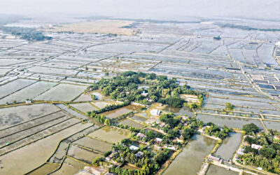 塩分濃度がサトキラ農家の収穫をいかに沈めたか