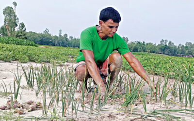 夏玉ねぎプロジェクト、種子が熱に耐えられず頓挫