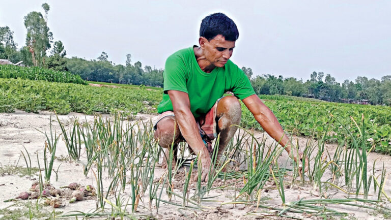 夏玉ねぎプロジェクト、種子が熱に耐えられず頓挫