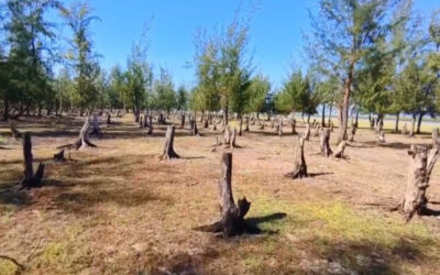 リゾートブームがソナディア島の森林を破壊