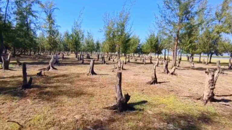 リゾートブームがソナディア島の森林を破壊