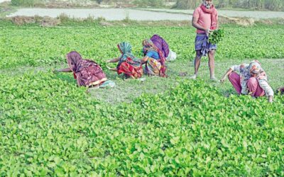 寒冷地野菜各種